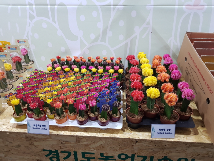 선인장페스티벌6