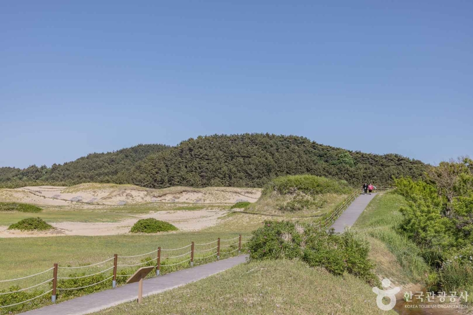 신두사구 쉼터공원(신두사구 생태공원)