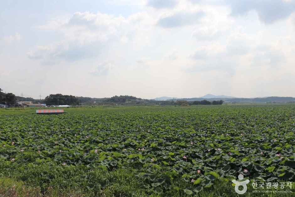 당진 오봉제