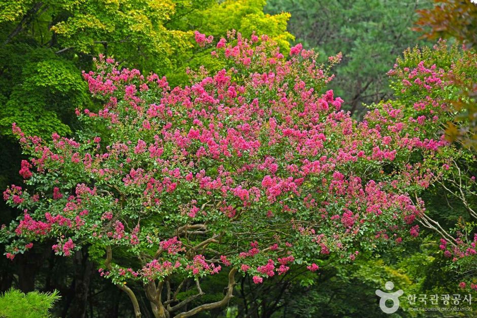 내장산수목원