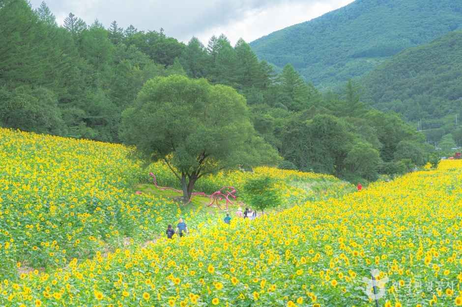 태백 구와우마을(고원자생식물원)