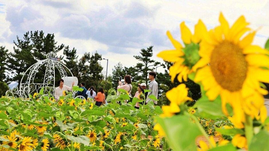 영천동해바라기축제