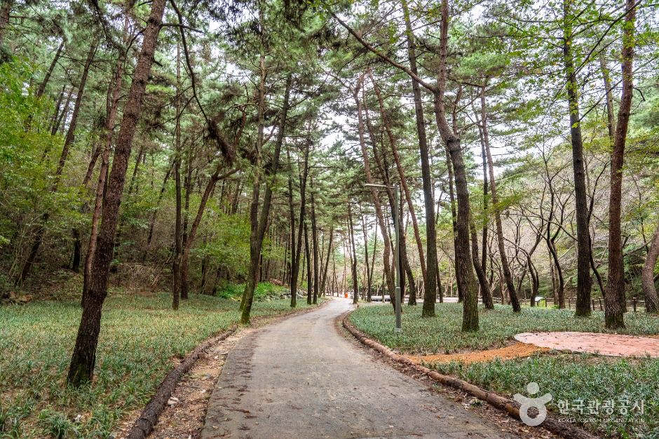 국립 희리산해송자연휴양림