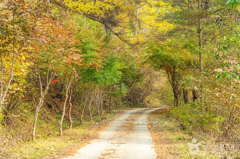 인제_소치길 (4)
