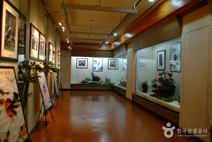 Musée des forêts de la région Gangwon-do (강원도 산림박물관)
