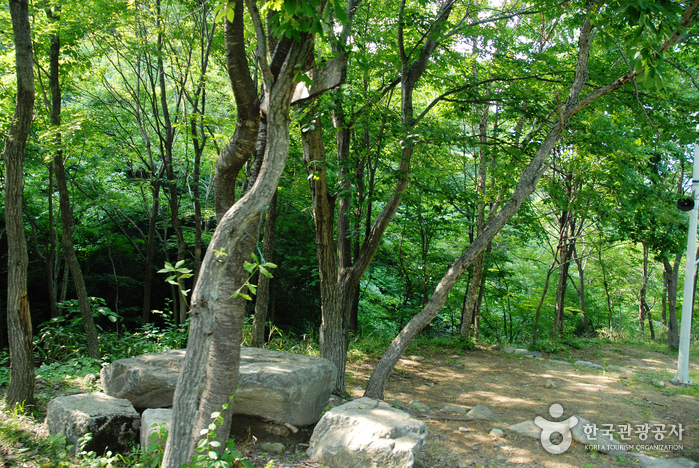 La Forêt Waryong (와룡자연휴양림)6