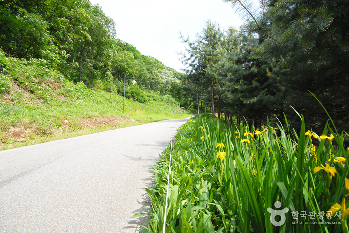 La forêt Cheongpyeong (청평자연휴양림)