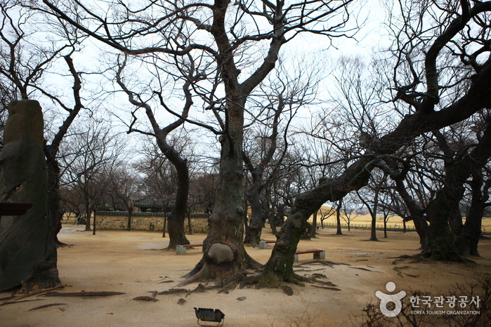 Gyerim Forest (계림)