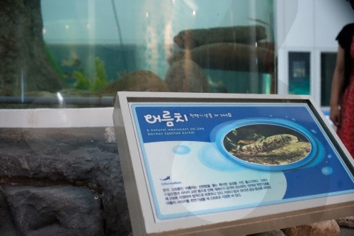 Süßwasser-Ökologiezentrum Dongang (평창동강민물고기생태관)