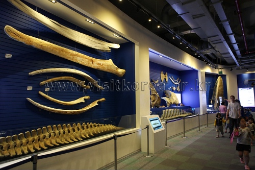長生浦クジラ博物館（장생포 고래박물관）