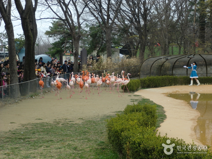 Seoul Grand Park (서울대공원)