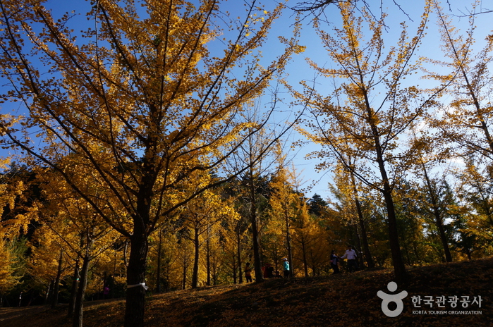 Hongcheon Ginkgo Forest (홍천 은행나무숲)