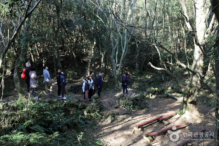 선흘곶자왈 (제주도 국가지질공원)4
