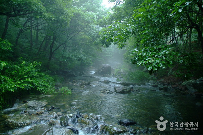Forêt Seongjusan (성주산자연휴양림)