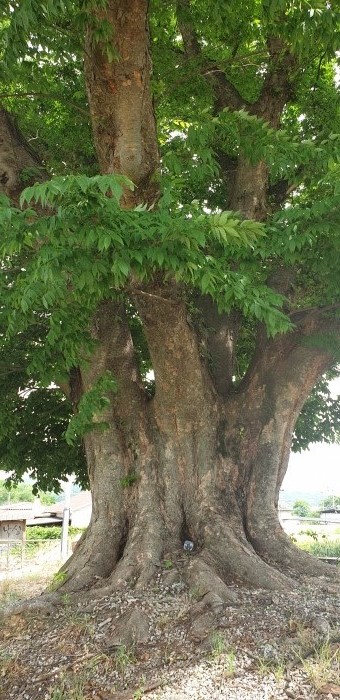구미 낙성리 느티나무