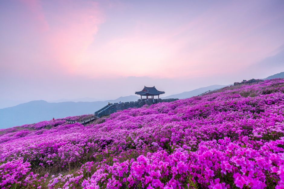 산청 황매산 철쭉제