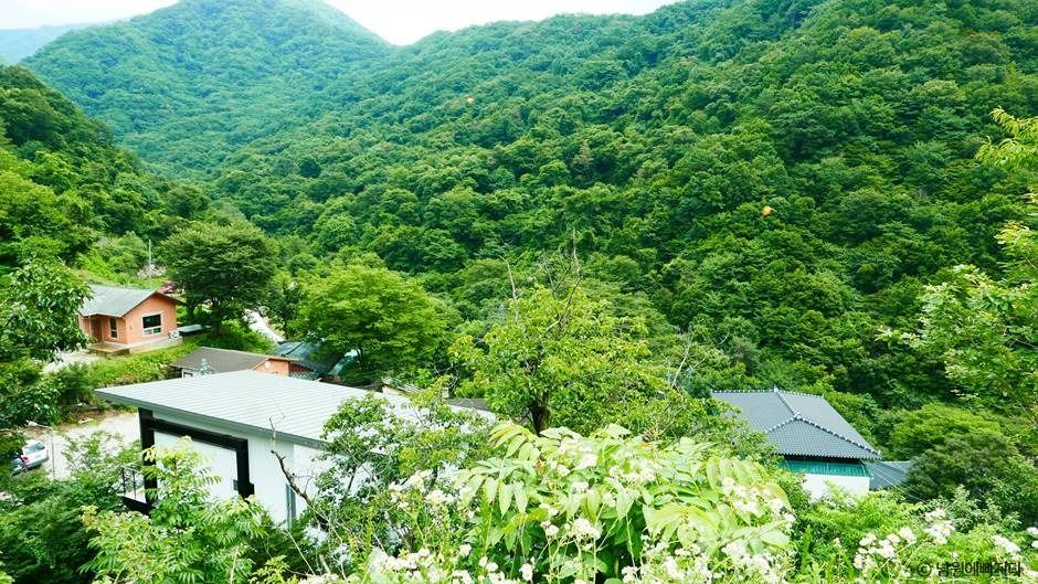 지리산 천년송