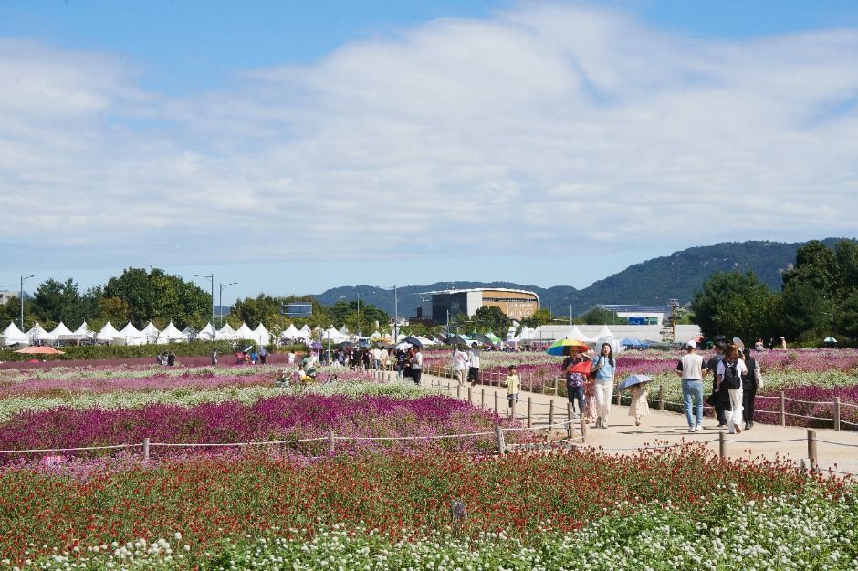 양주 천만송이 천일홍 축제