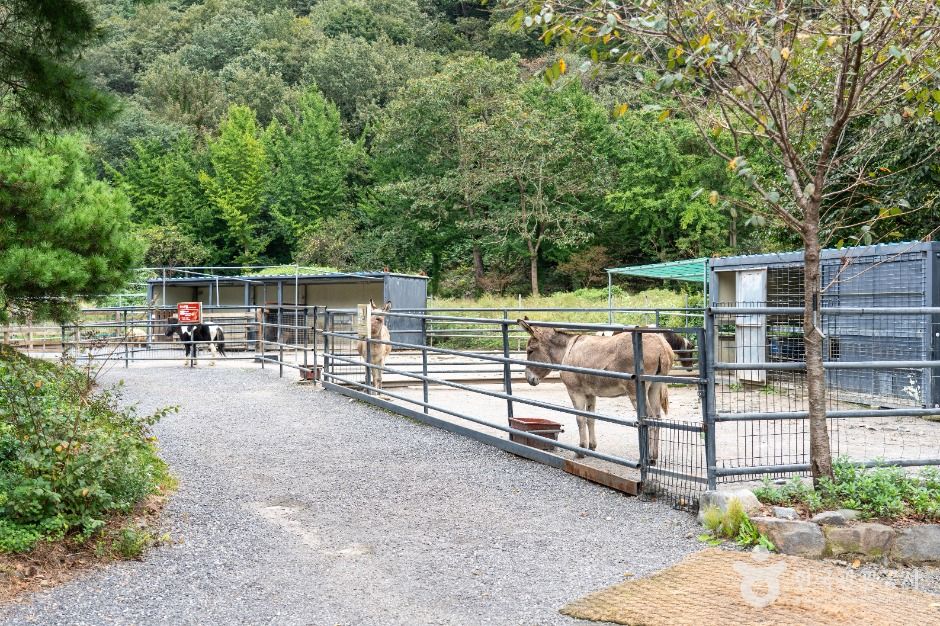 보령_바둑이네동물원 (3)