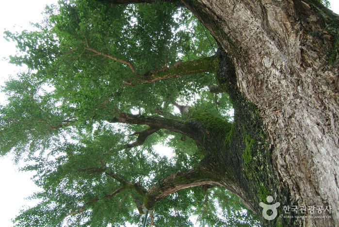 하멜 체류지와 강진 성동리 은행나무