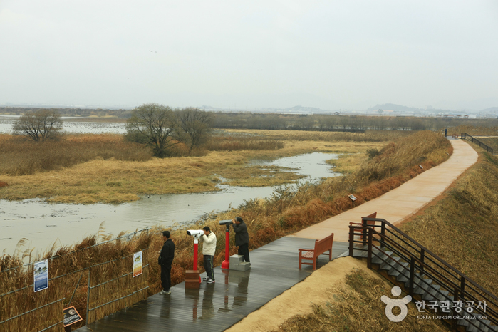 Junam Reservoir (주남저수지)