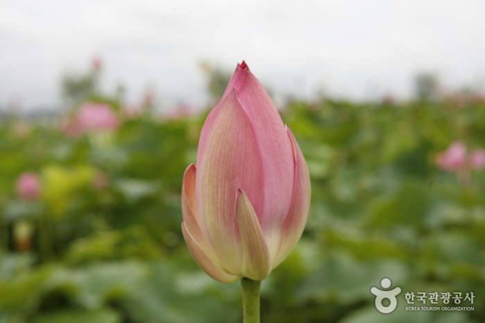 Buyeo Seodong Lotus Festival (부여서동연꽃축제)