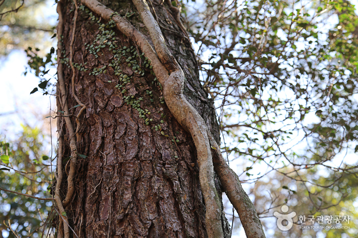 선흘곶자왈 (제주도 국가지질공원)5