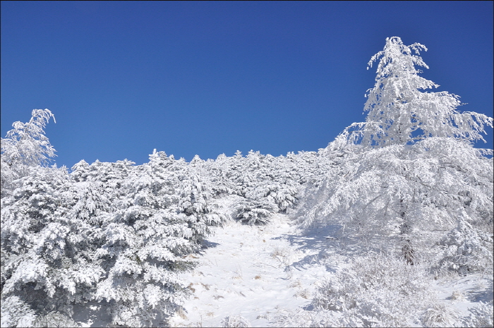 Фестиваль снежинок Парэбон в Намвоне в горах Чирисан (지리산 남원 바래봉 눈꽃축제)1