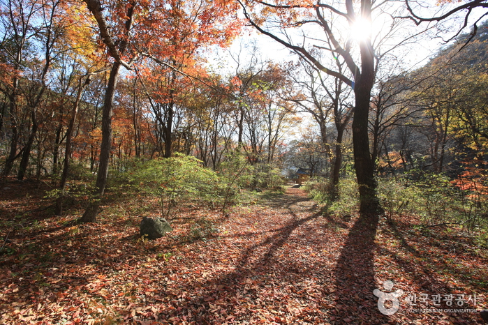 Wald Seonghwangnim (원성 성남리 성황림)