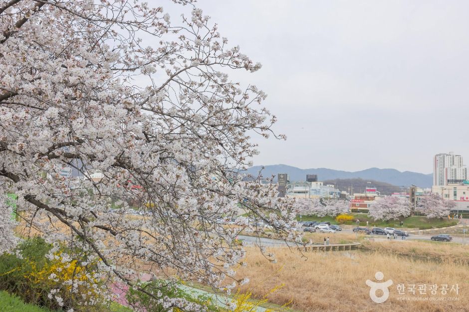 무심천 벚꽃 거리