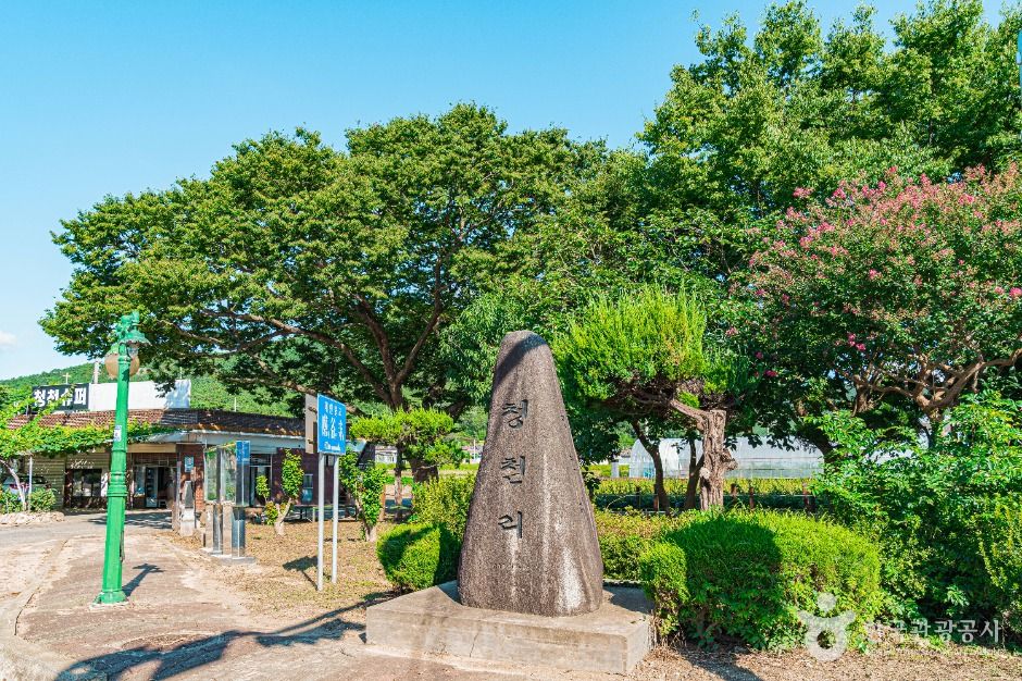 무안 청천리 팽나무와 개서어나무 숲