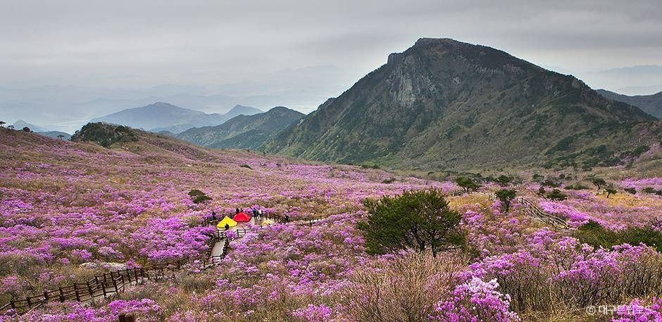 비슬산군립공원