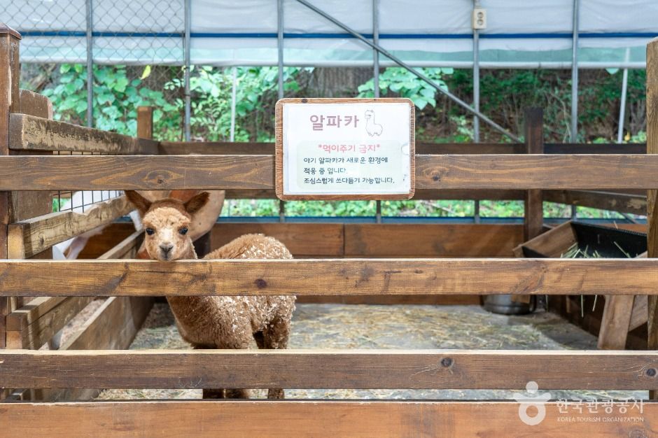 보령_바둑이네동물원 (4)