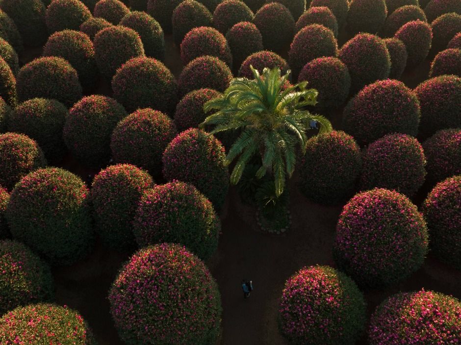 제주동백수목원