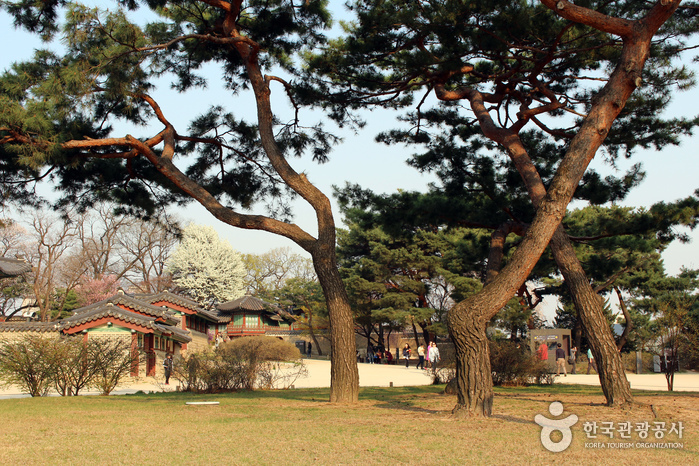 인정문 쪽에서 바라본 성정각 일원과 낙선재 갈림길