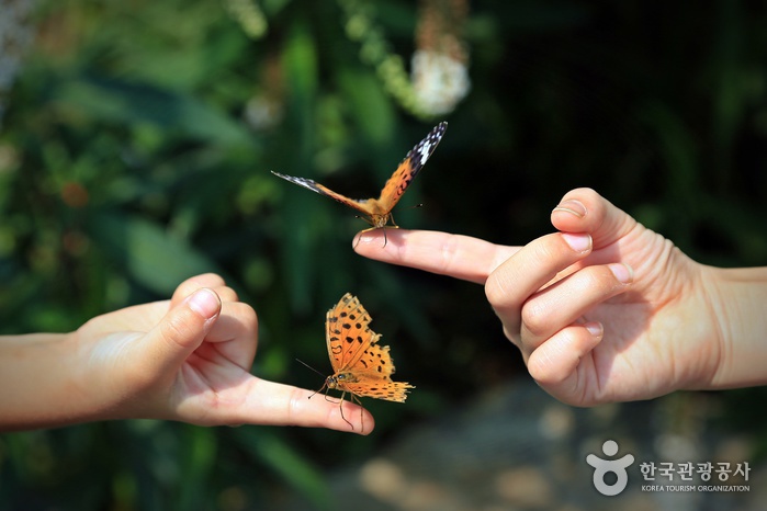 손가락 끝에 앉은 나비