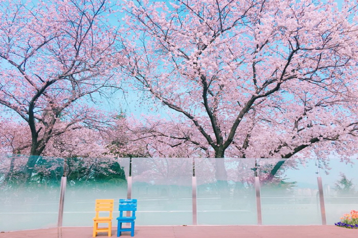 E-WORLD樱花节  이월드 블라썸 피크닉