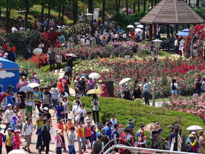 곡성세계장미축제 2018 사진9