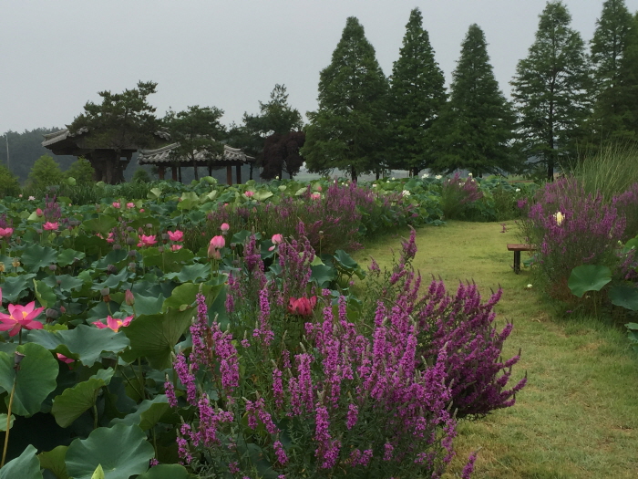 태안연꽃축제 20203