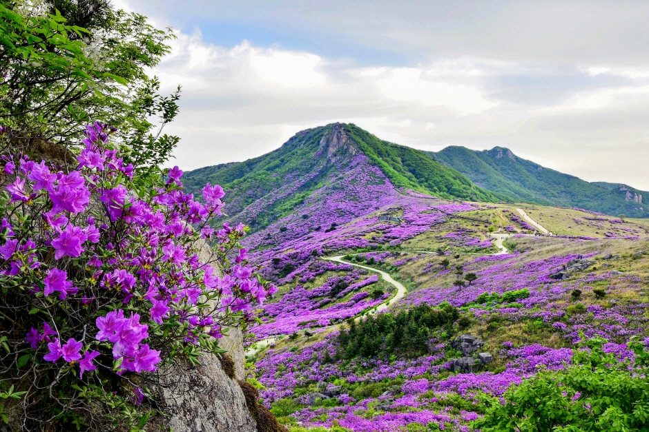 산청 황매산 철쭉제_2