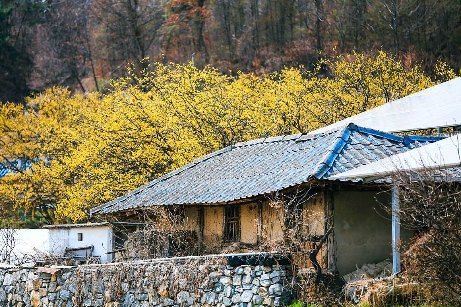 양평산수유한우축제