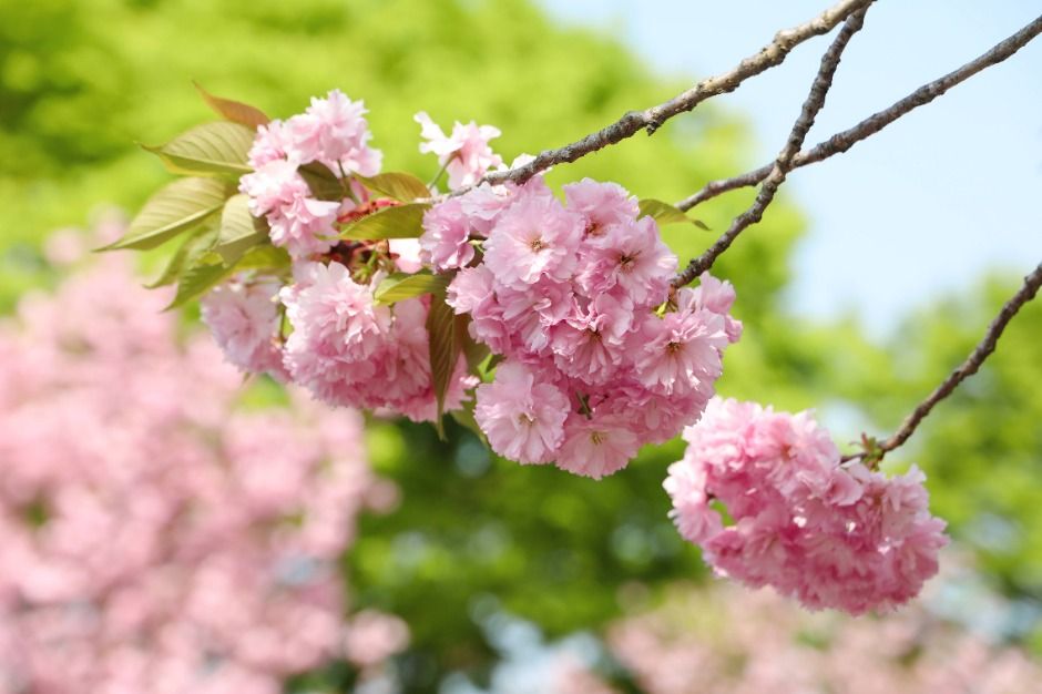 thumbnail-ソウル大公園（서울대공원）-22