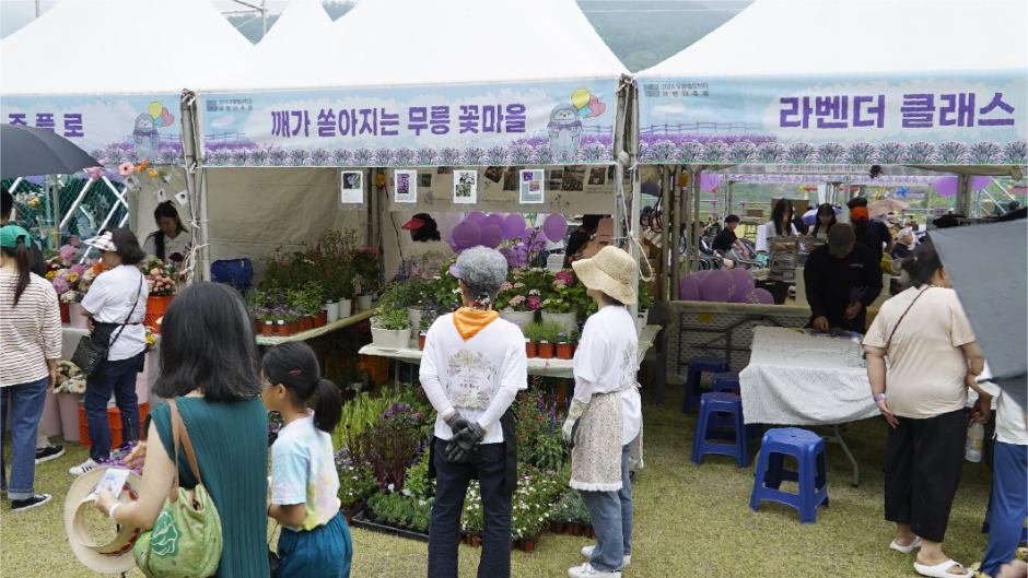 2025 무릉별유천지 라벤더축제 5