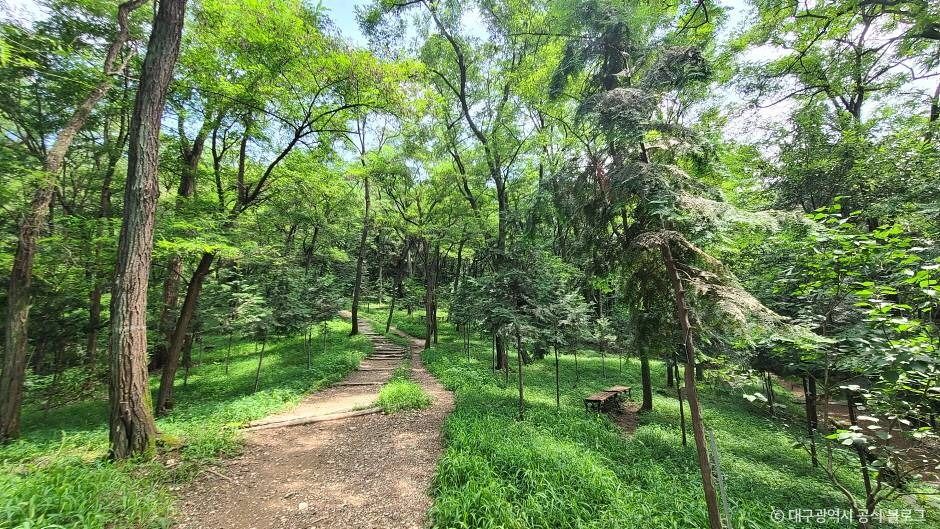 와룡산(대구)