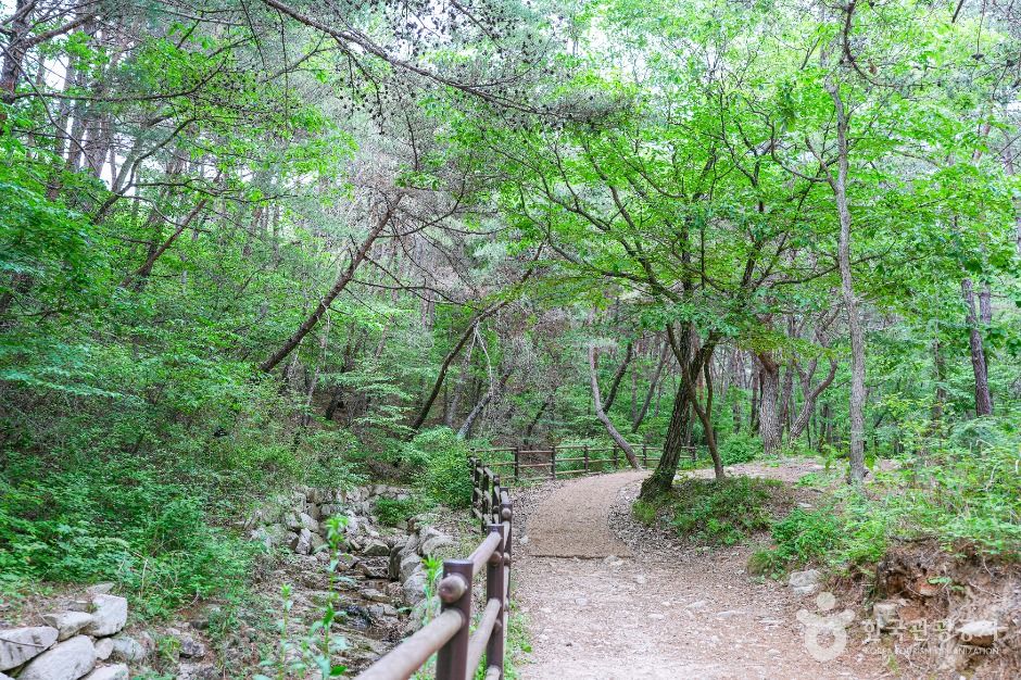 북구 편백산림욕장