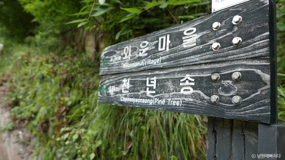 지리산 천년송