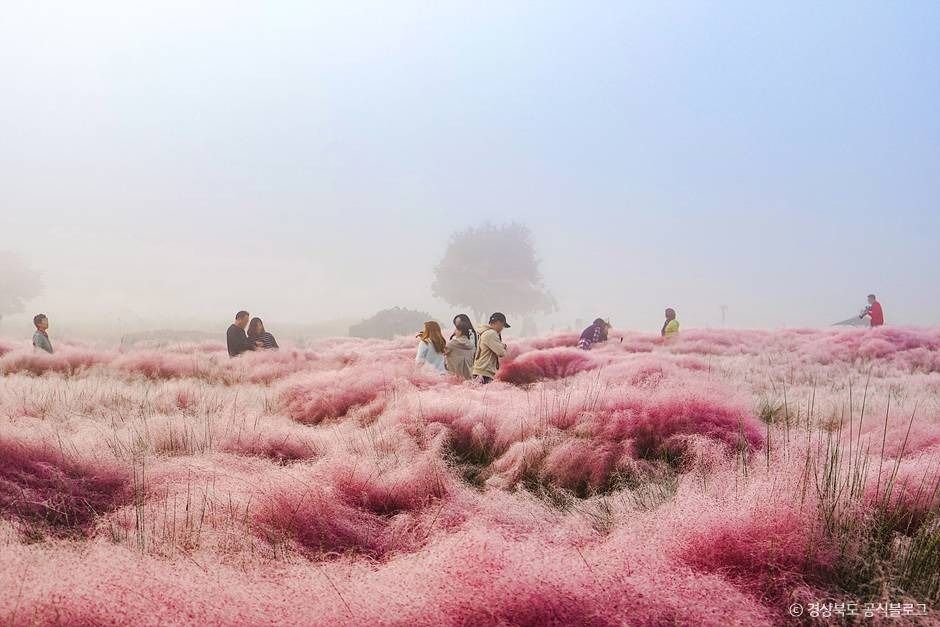 경주 핑크뮬리(경주 핑크뮬리 군락지)
