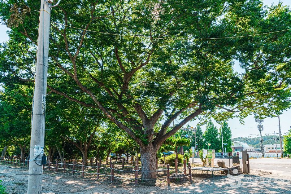 무안 청천리 팽나무와 개서어나무 숲