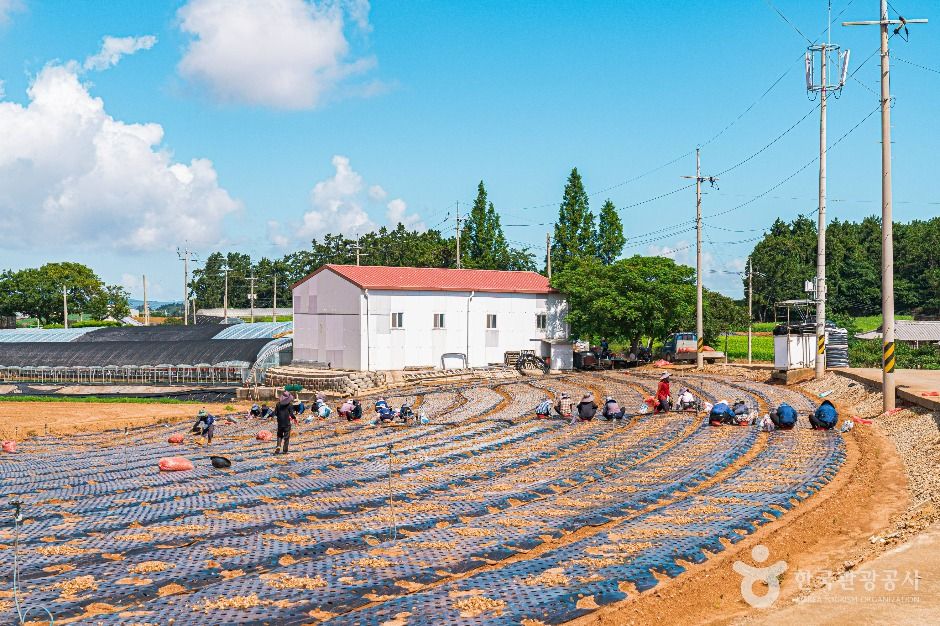 무안 감풀마을 [농촌전통테마]