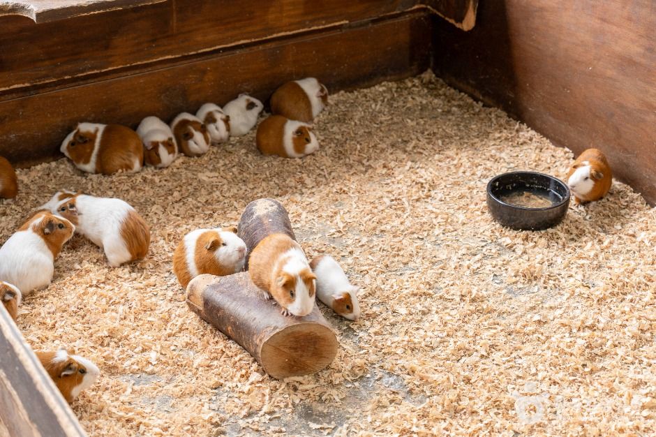 보령_바둑이네동물원 (5)